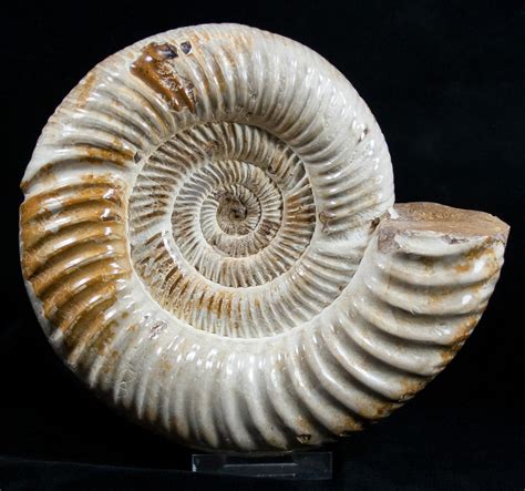 large ammonite fossils for sale.